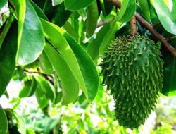 Manfaat Daun Sirsak Ternyata Luar Biasa