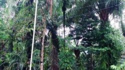 IMG-20171204-WA0000