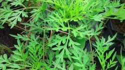 IMG-20180129-WA0000