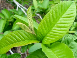 15 Manfaat Daun Jambu Biji yang Luar Biasa