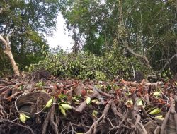 Pembabatan Hutan Mangrove di Bintan Menjadi Sorotan Mahasiswa