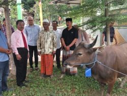 Ketua DPRD Kepri Serahkan Sapi Kurban