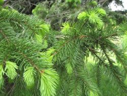 Cara Memanfaatkan Daun Pinus sebagai Obat Stroke
