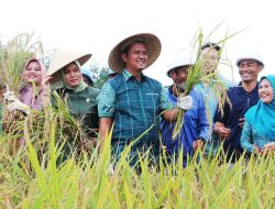 Pupuk Subsidi Belum Penuhi Kebutuhan Petani Bintan