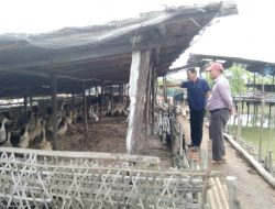 Sosok Bung Manurung, Peternak Bebek yang Menjadi Inspirasi