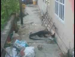 Usai Hujan, Biawak Berukuran Besar Muncul Ditengah Pemukiman Warga