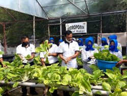 Lanal Ranai Panen Raya Perdana Sayur Sawi dan Jagung