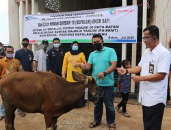 Memeriahkan Peringatan Hari Raya Idul Adha 1441 Hijriyah, PT Pelindo 1 Sumbang 10 Ekor Sapi