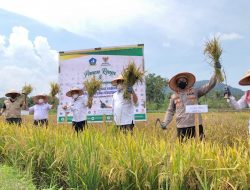 Kapolres Bintan Hadiri Launching Agrowisata Persawahan Dan Panen Padi