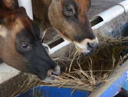 DP3 Pastikan Hewan Ternak Masih Bebas LSD di Tanjungpinang