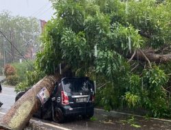 Ketua Fraksi PKS DPRD Tanjungpinang Desak Pemko Lakukan Peremajaan Pohon