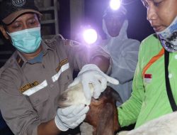 Karantina Pertanian Tanjungpinang Periksa 70 Ekor Kambing Masuk Tanjungpinang