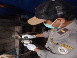 Penuhi Kebutuhan Daging, Puluhan  Ekor Sapi Anambas Tiba di Tanjungpinang