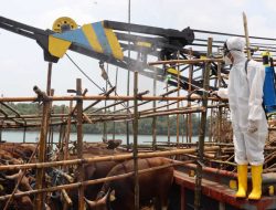 Penuhi Kebutuhan Lebaran, 525 Ekor Sapi Asal Kupang Tiba di Bintan