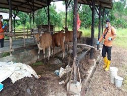 Harga Sapi Kurban di Tanjungpinang Rp20-25 Juta Per Ekor