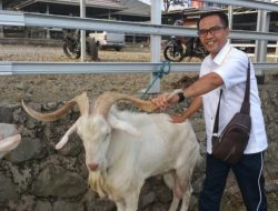 Komisi II DPRD Kepri Pastikan Stok Sapi Kurban di Batam Aman