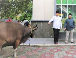 Pemko Tanjungpinang Serahkan 48 Hewan Kurban