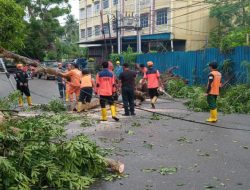 Hujan Lebat dan Angin Kencang, Pohon di Jalan Engku Putri Tanjungpinang Tumbang