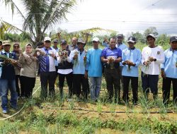 Pj Wako Hasan Bangga Kelompok Tani Tanjungpinang Berhasil Kembangkan Pertanian dan Perikanan Ditengah Keterbatasan Lahan