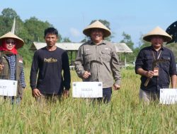 Kelompok Tani di Poyotomo Berhasil Panen 13 Hektar Padi Nutrisi, Sekda Roni: Baik Bagi Penanggulangan Stunting