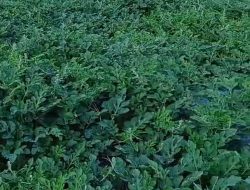 Masuknya Ribuan Ton Semangka  dari Luar Kepri, Petani lokal Terancam Gulung Tikar