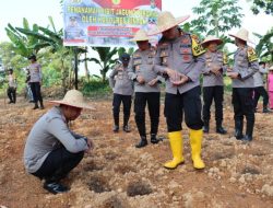 Dukung Program Asta Cita Presiden Prabowo, Pekarangan Bergizi Polsek Bintan Utara Ditanami 2000 Bibit Jagung