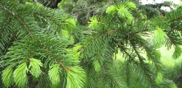 Cara Memanfaatkan Daun Pinus sebagai Obat Stroke Cara Memanfaatkan Daun Pinus sebagai Obat Stroke