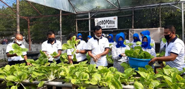 Lanal Ranai Panen Raya Perdana Sayur Sawi dan Jagung Lanal Ranai Panen Raya Perdana Sayur Sawi dan Jagung