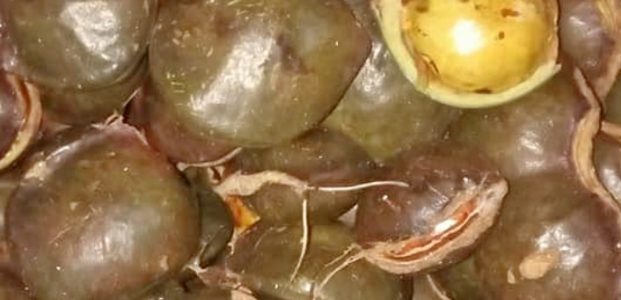 Keracunan Jengkol Keracunan Jengkol